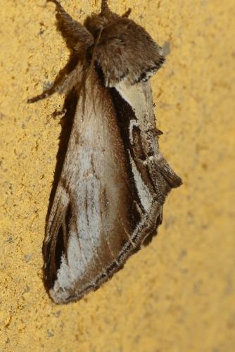 Pheosia gnoma